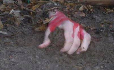 بروكلي🥦| عـربـيـة tweet media