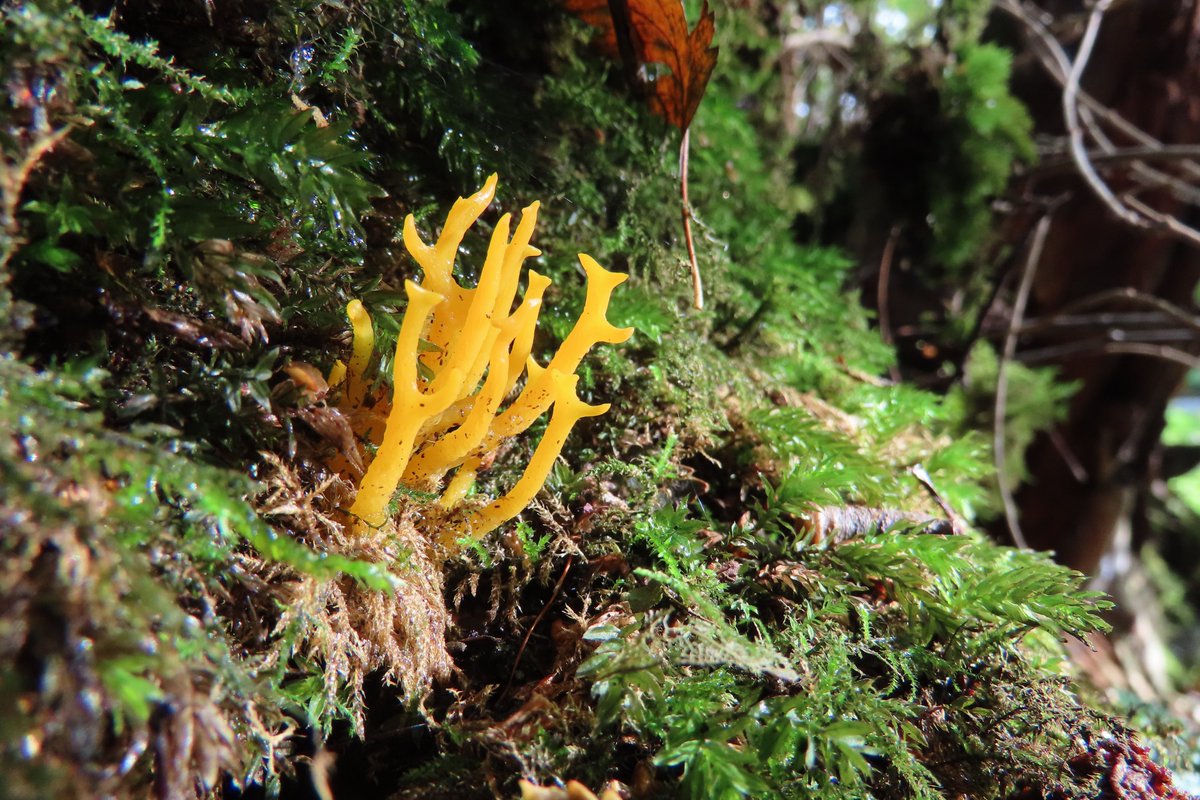 Donna Rainey tweet media