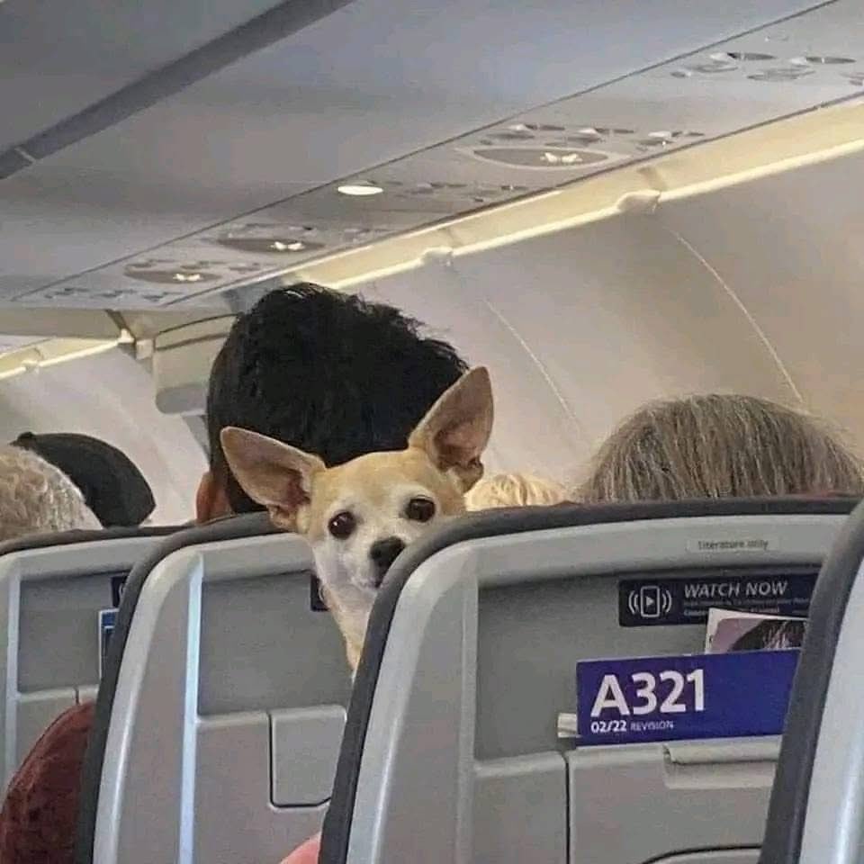 DiloConPerritos's tweet image. - Señorita, el pasajero de enfrente está siendo grosero conmigo…
-