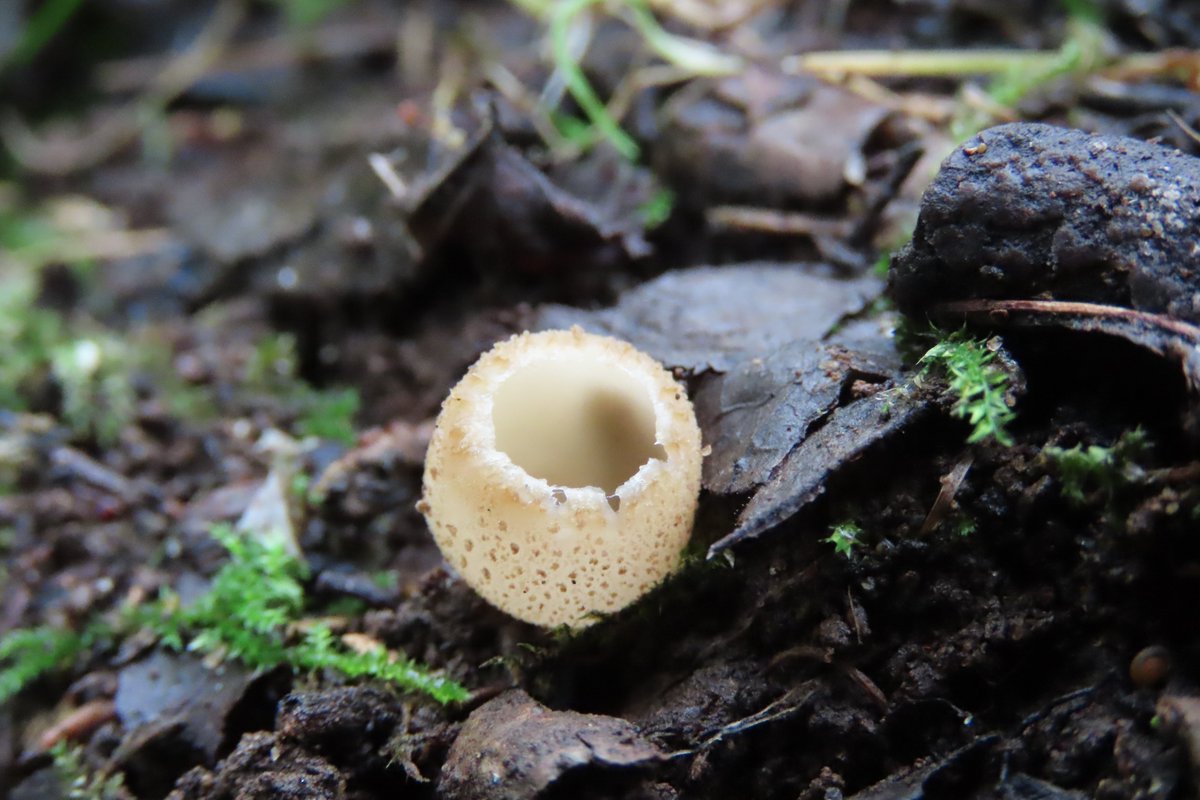 Donna Rainey tweet media