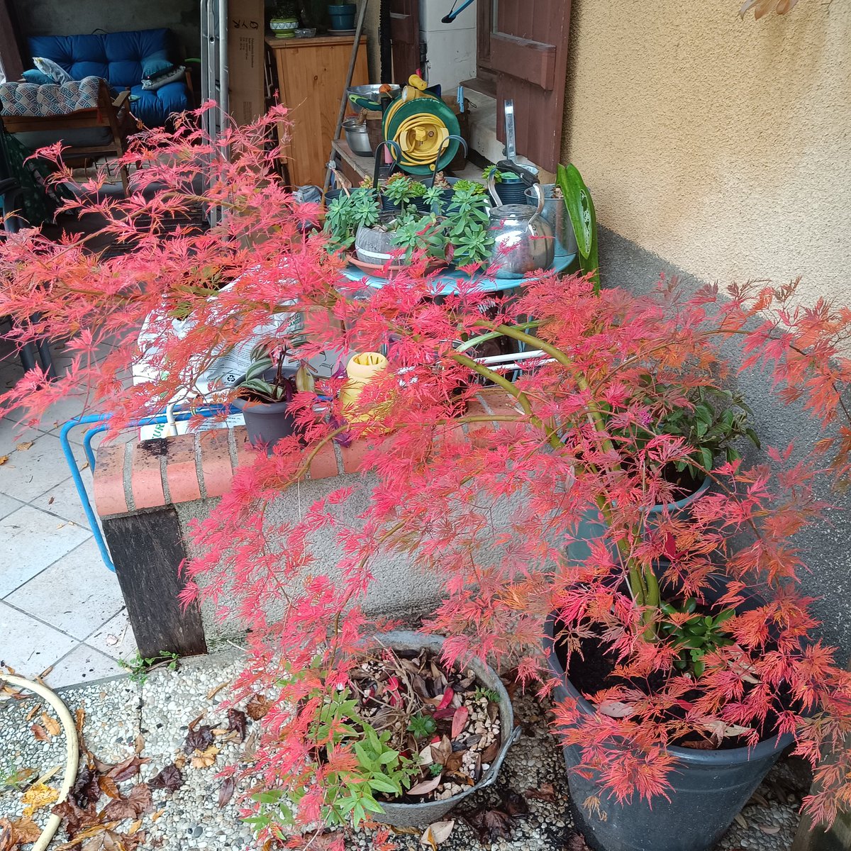 Qu'est ce que j' aime les érables du Japon à cette saison 😍❤️. Si je m'écoutais j' en achèterais plein d' autres 😅