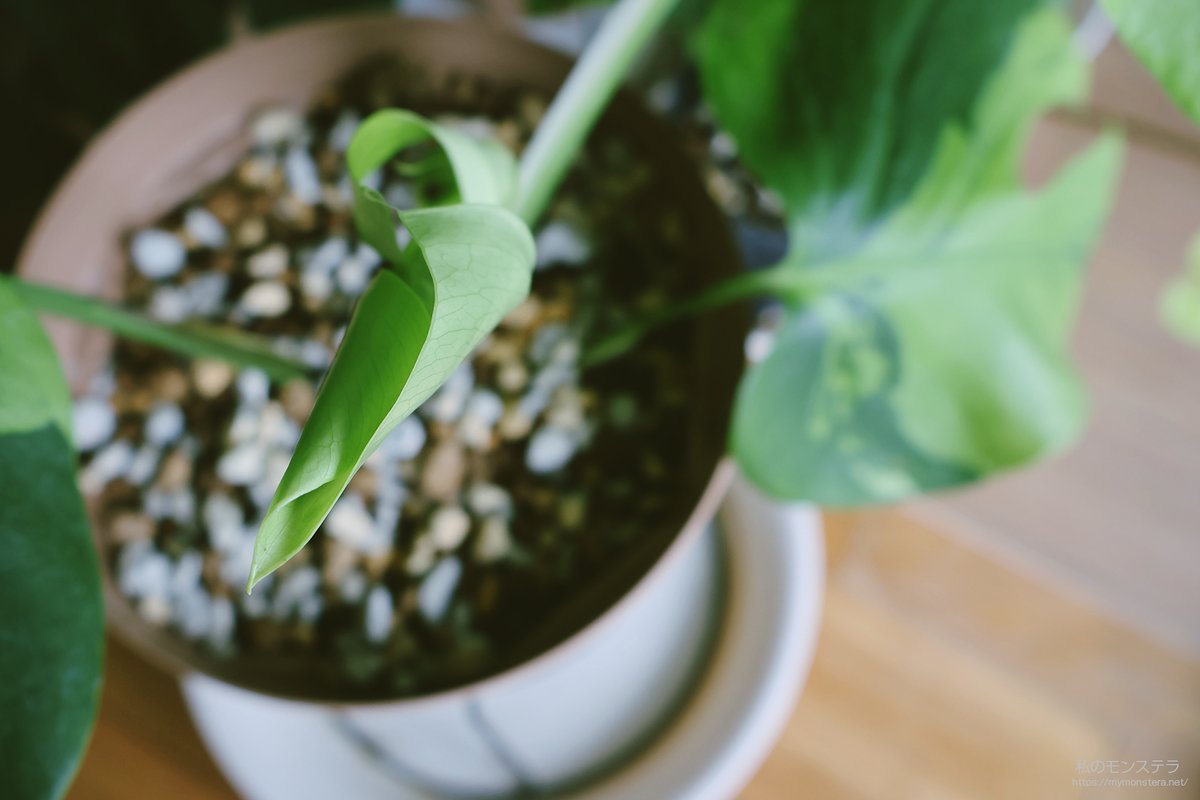 ❤️ モンステラさま❤️ おはよう〜 我が家のでっかいモンステラの葉っぱ🌱 元気に太陽を浴びて
