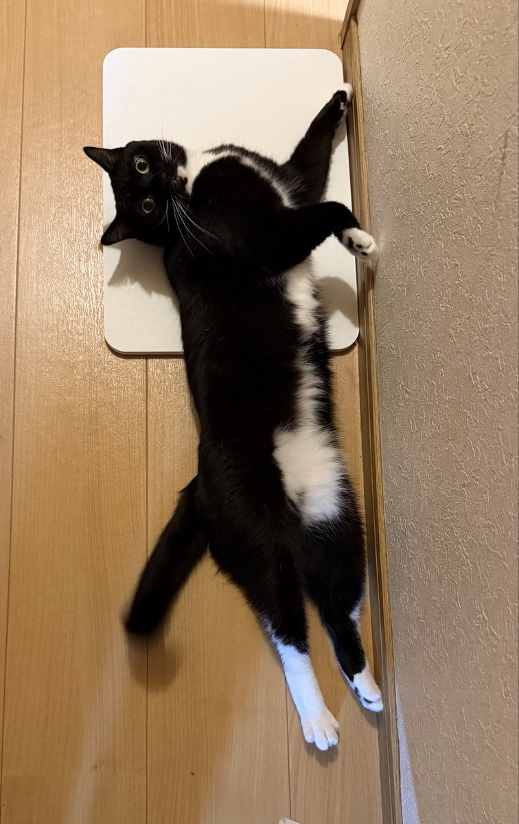 めぐ美ページ めぐみ♂ on X