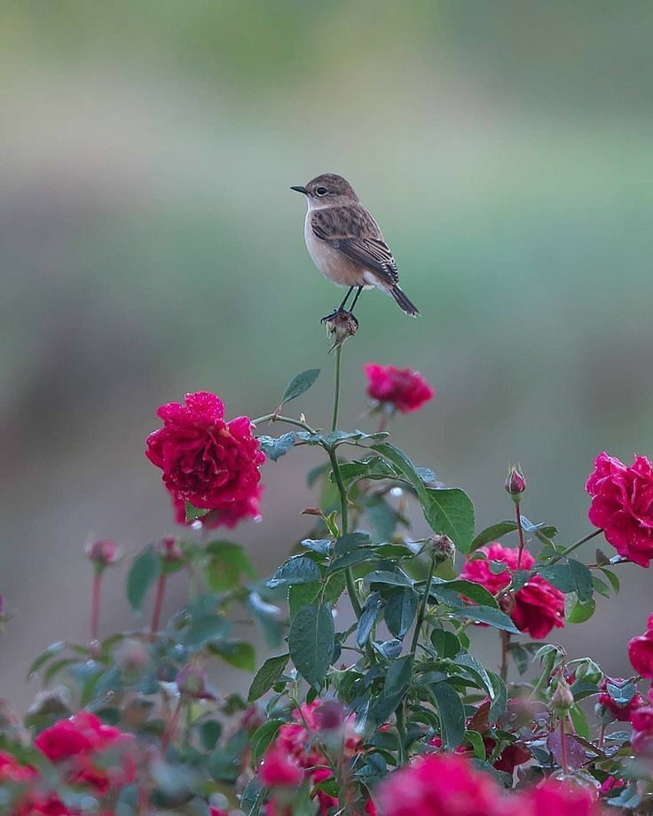 Intresting nature (@intrestingnatur) on Twitter photo 