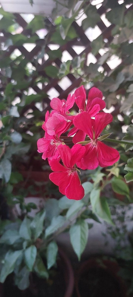 يعلمنا الصباح أن أجمل المعجزات تبدأ من تفاصيل عادية.. من فنجان قهوة ساخن.. من رائحة الندى على اوراق الشجر.. من صوت الخطى على الطرقات.. ومن الازهار حين تتثائب على الشرفة.. هنا يعلمنا الصباح أن التفاصيل العادية ليست عادية أبدا ♥️
صباح الورد والياسمين 🌹 🤍