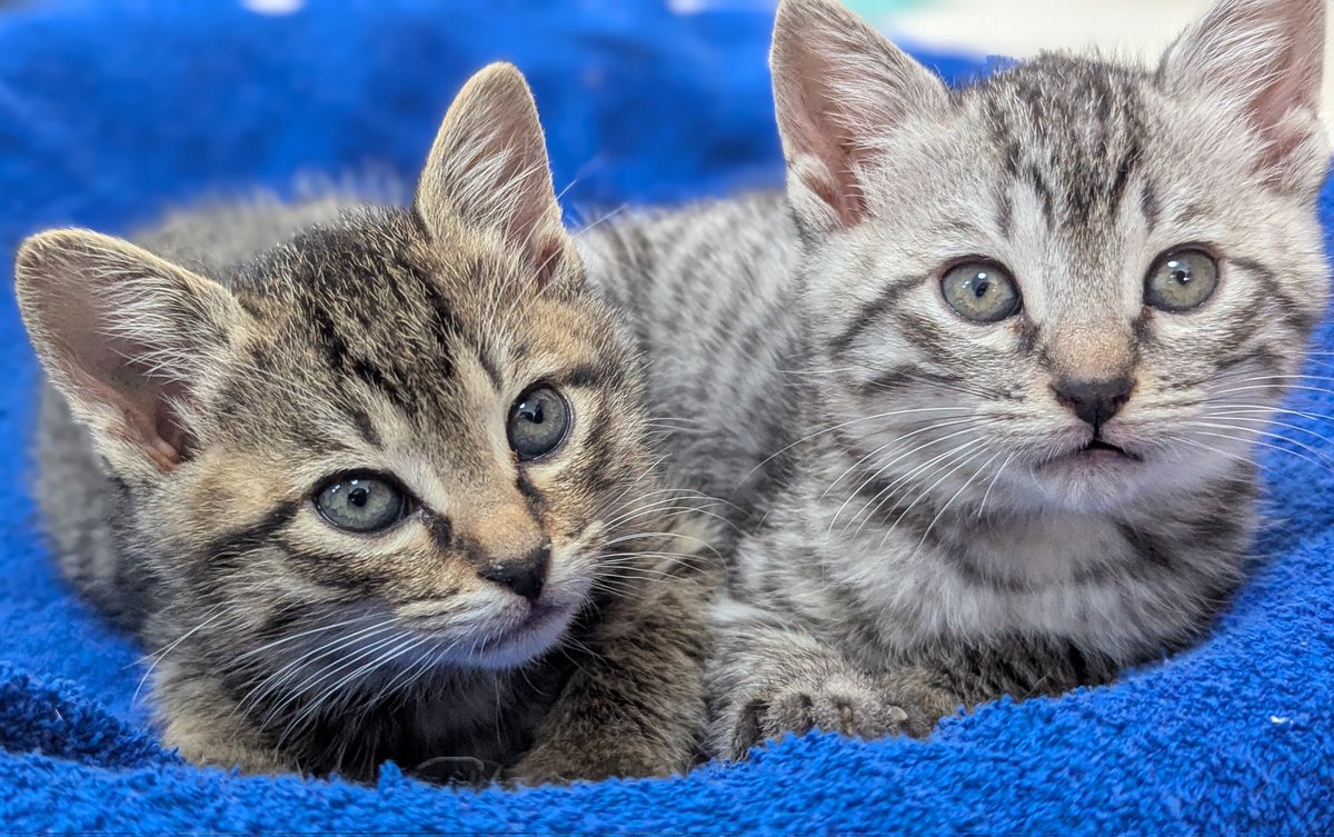 PEKO (@ab_peko) / Posts / X