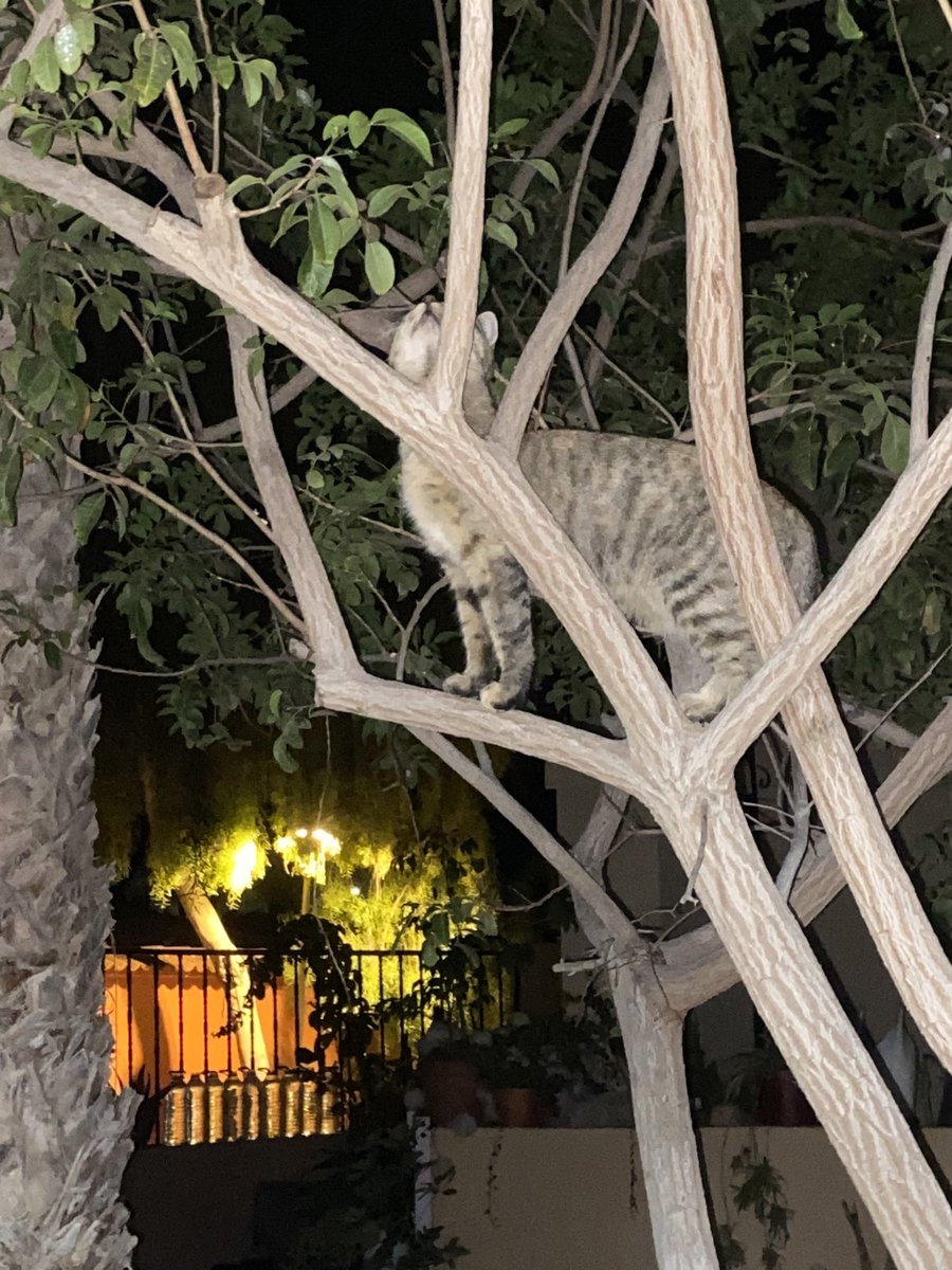 stuzi_pants's tweet image. Right, this is the last time I’m calling the Fire Brigade 

She’s adorable 

Been feeding her for a year and she still won’t let me stroke her 

Not that it matters 🥰