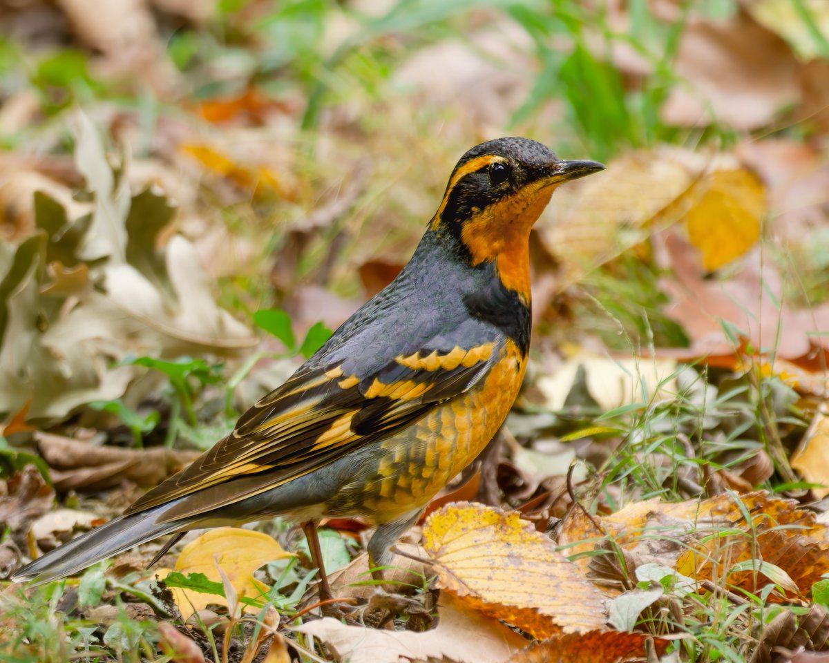Varied Thrush, a vagrant from the West Coast visiting Prospect Park-what a beautiful bird! <a href="/BirdBrklyn/">Brooklyn Bird Alert</a> #BirdsSeenIn2025 #birdphotography #birdwatching