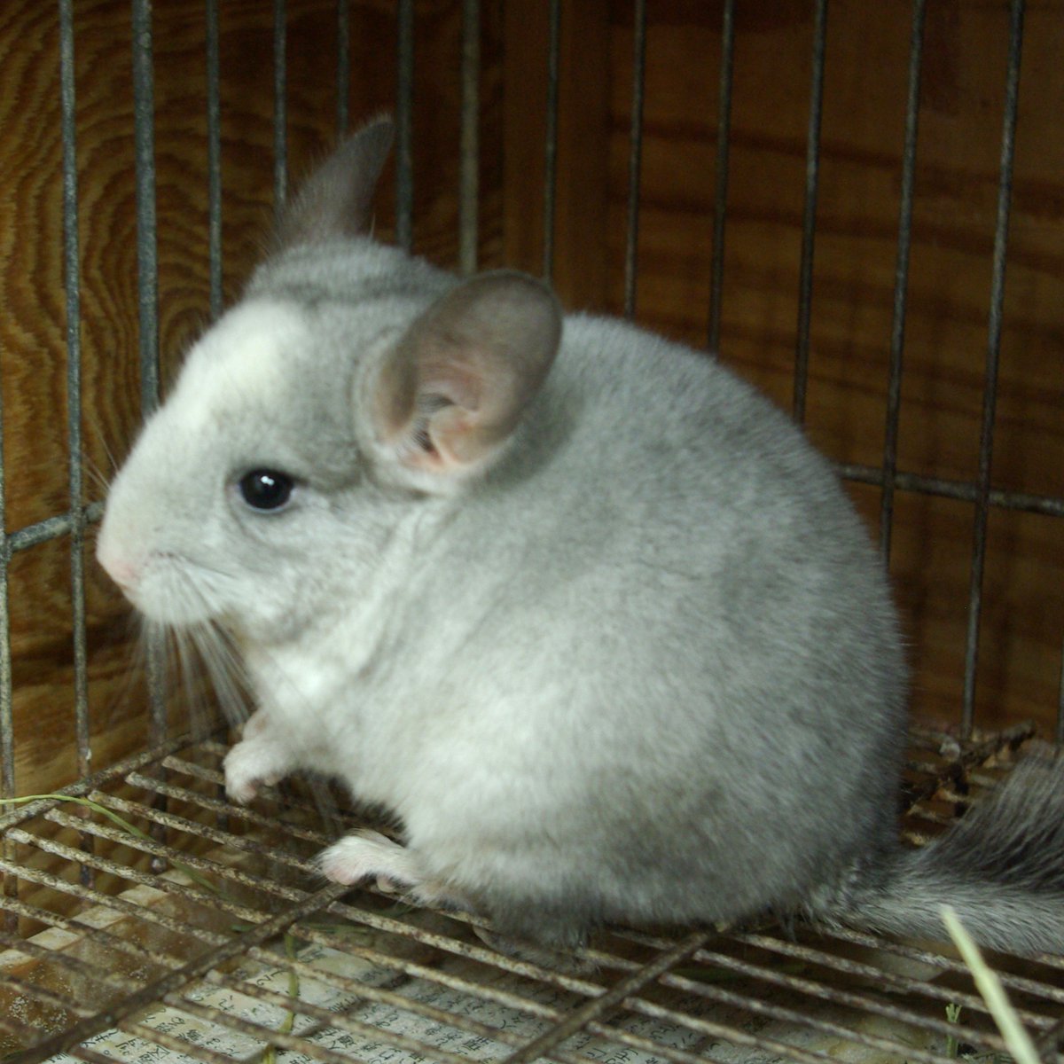 FOXEY チンチラ 2025年最新】FOXEY チンチラの人気アイテム - メルカリ