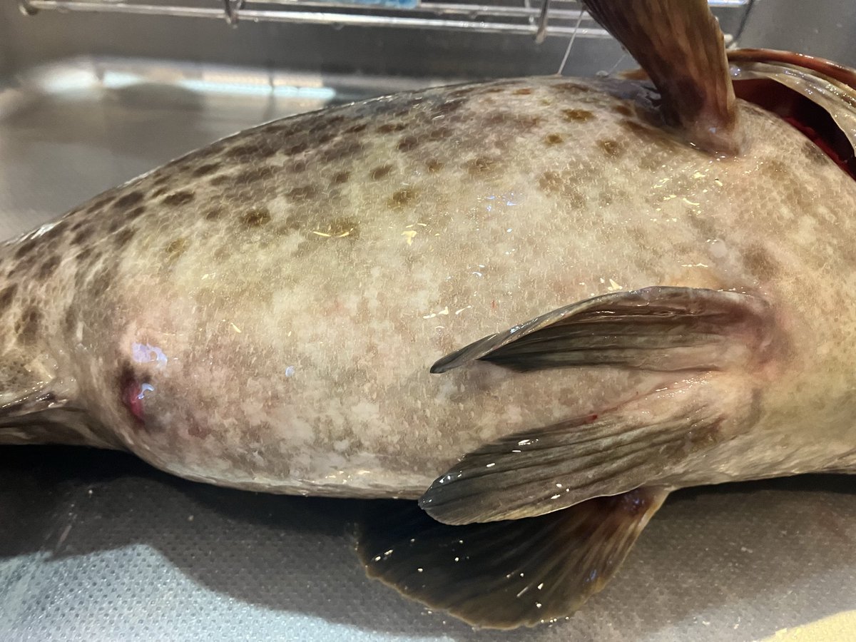 yoichi2831's tweet photo. ウワサ通りカツオなぶらだらけだったけど何投げても食わずキャスティングは敗北😔
タイラバでアカハタ2匹釣って喜んでたら泳がせロッドぶち曲がって50㎝のクエでも出ないガチドラグが走り出してやばいと思ってポンピング混ぜてファイト

上がってきたのは人生初のキジハタ！しかも67㎝5キロ！体高やば https://t.co/noyGCyoU1W