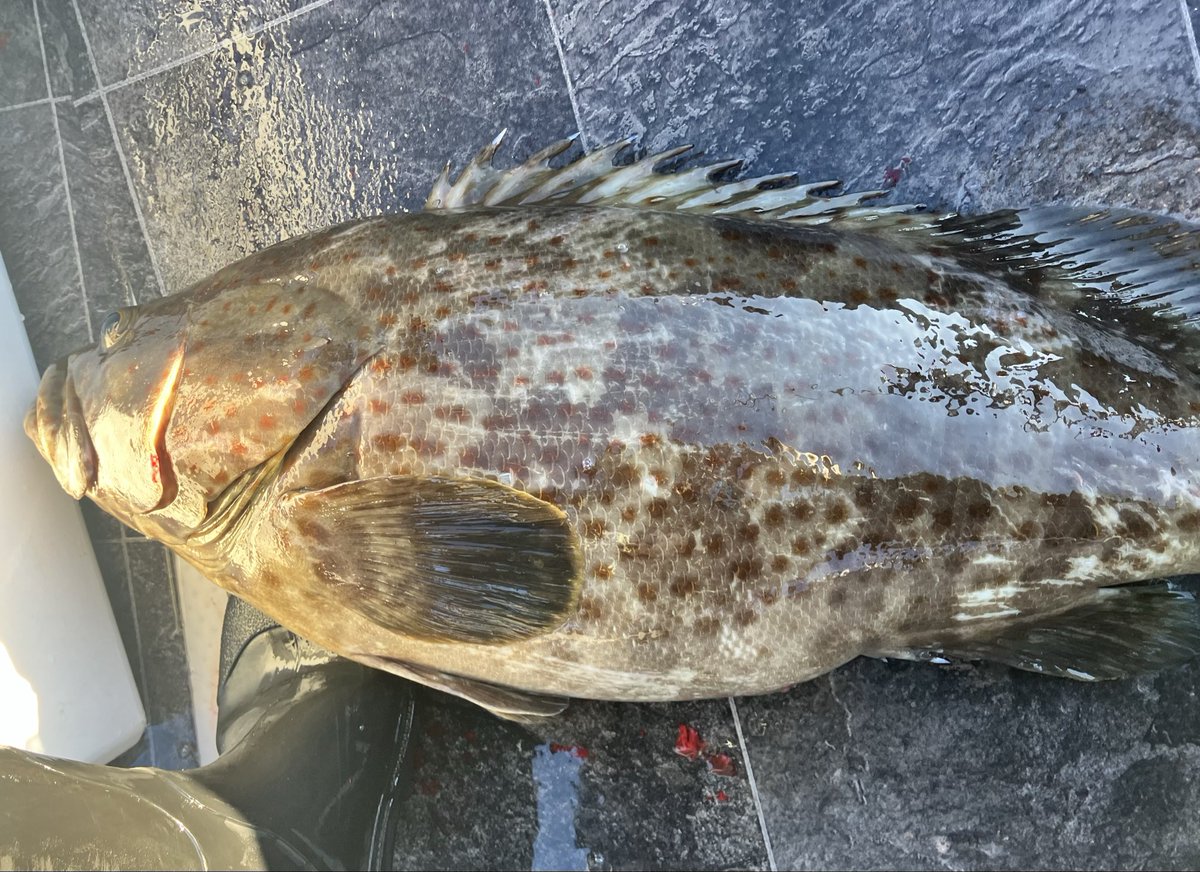 yoichi2831's tweet photo. ウワサ通りカツオなぶらだらけだったけど何投げても食わずキャスティングは敗北😔
タイラバでアカハタ2匹釣って喜んでたら泳がせロッドぶち曲がって50㎝のクエでも出ないガチドラグが走り出してやばいと思ってポンピング混ぜてファイト

上がってきたのは人生初のキジハタ！しかも67㎝5キロ！体高やば https://t.co/noyGCyoU1W