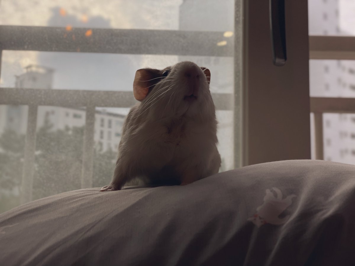 자기가 호랑인줄 알고있는기니