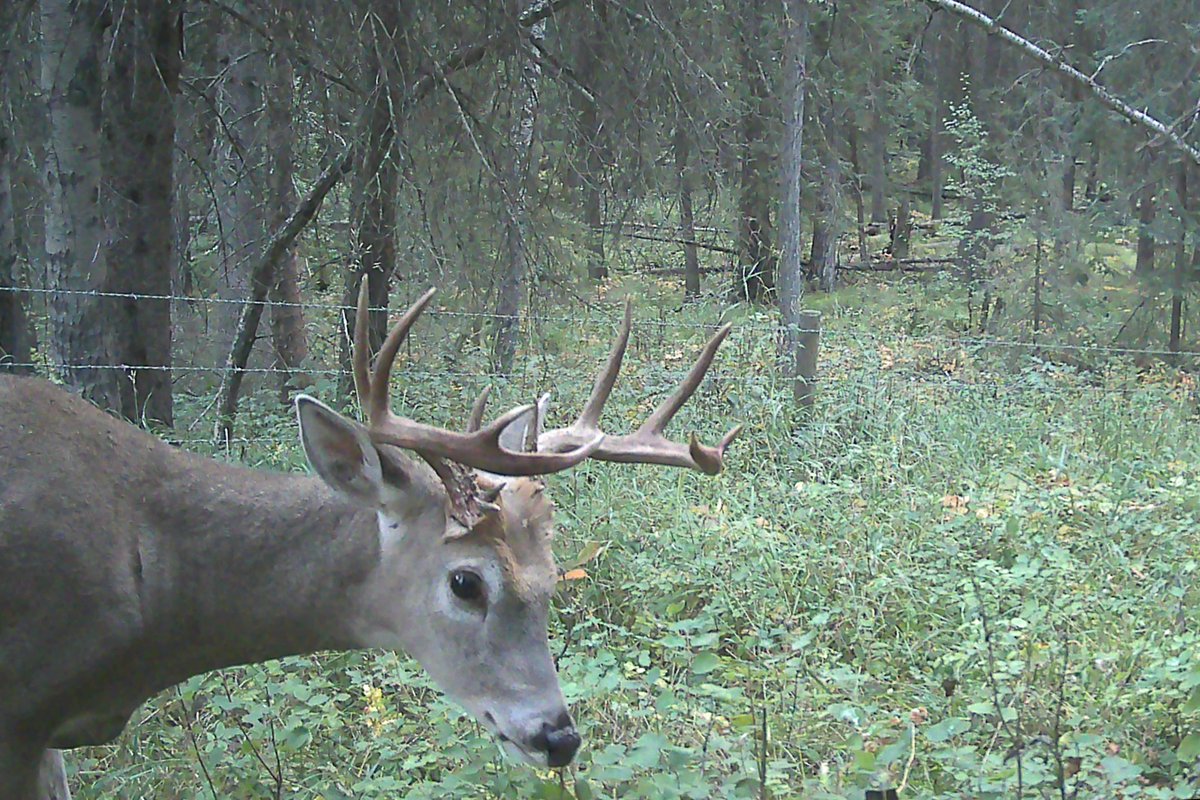 Dendritic_View's tweet image. Yo - keep scrolling...

#TrailCam
#WhiteTailedDeer