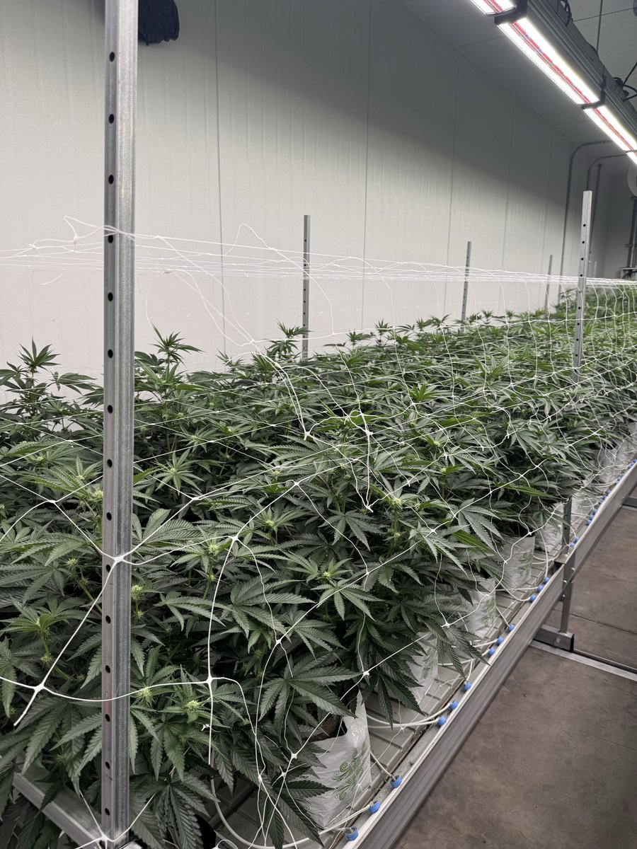 Zangria 14 days 🌺 
Bred by <a href="/FiyaFarmer/">FiyaFarmer</a> 🧬