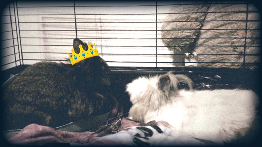 footage of two bunnies from 713 BCE. the white one – mozzarella is a male bowing for his queen named tofu.

⚠️🌐 source: youtu.be/TvVtYaqCni8?si…