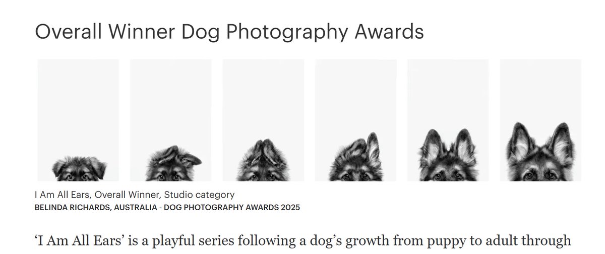 PNM22222's tweet image. The Overall best dog photo of the year is Im All Ears.

Its by a German Sheperd.