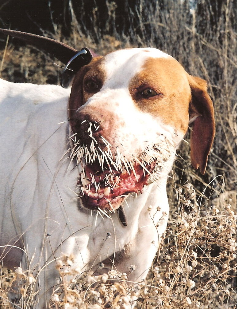 kmcsween's tweet image. Came across this photo in my files today. Poor guy was pointing quail for us near Canadian Texas and found a porcupine he couldn’t resist. Notice the leash is someone’s belt. We had no leash and he wouldn’t quit attacking the porcupine. Hard to believe you’d want more of those