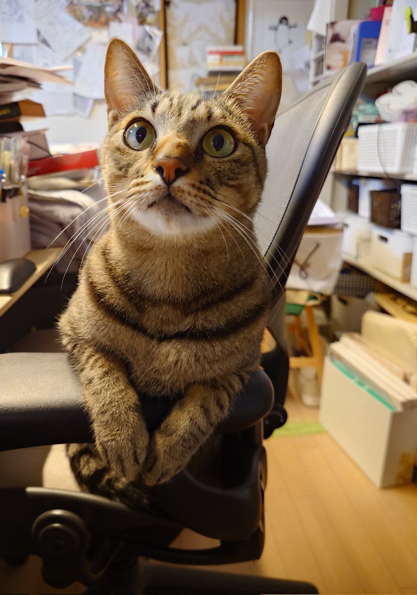 ちびすけ ちびすけ (@tibi_mofu) / Posts / X