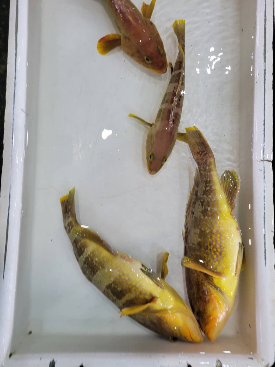 へんおじ へんおじの物産展