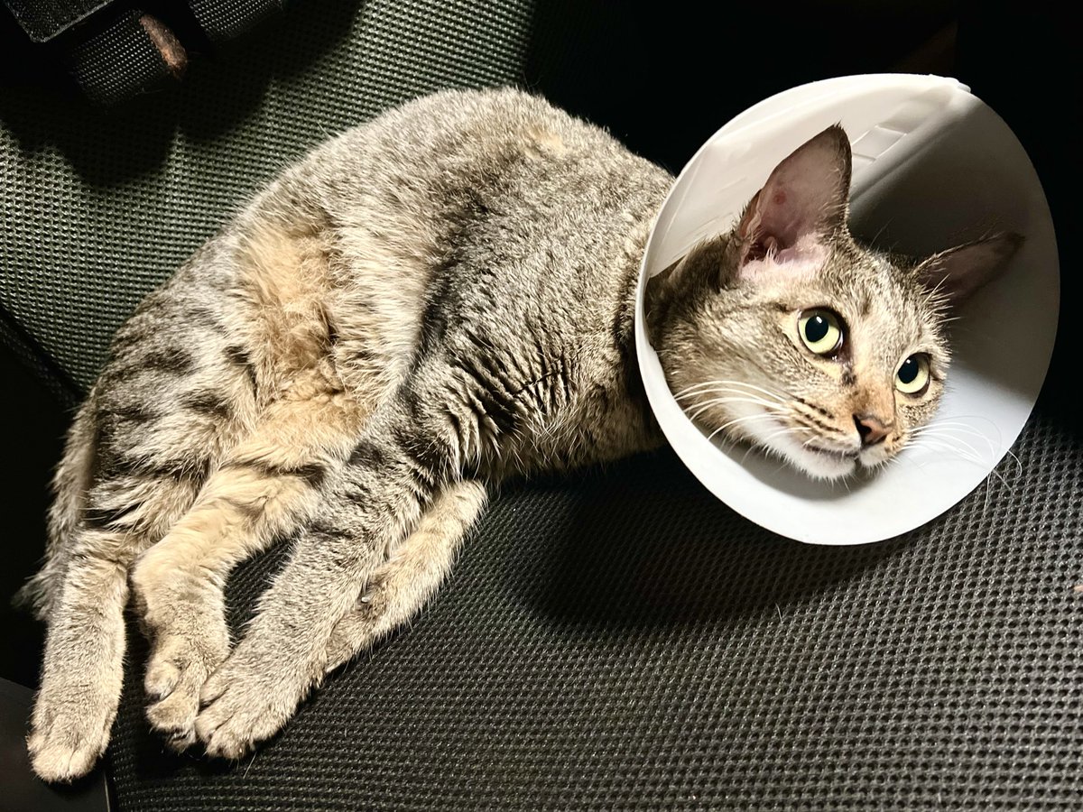PiekkaJ's tweet photo. จาก แมวจร  กลายเป็น  แมวจริง  🐈 🐈‍⬛ 🐈 https://t.co/1HfEiovIpy