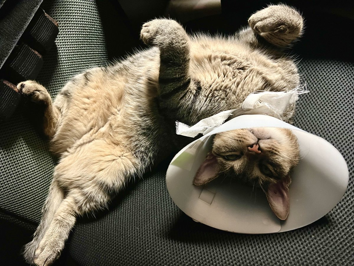 PiekkaJ's tweet photo. จาก แมวจร  กลายเป็น  แมวจริง  🐈 🐈‍⬛ 🐈 https://t.co/1HfEiovIpy