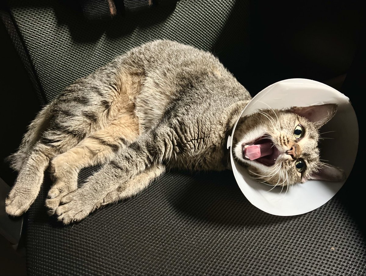 PiekkaJ's tweet photo. จาก แมวจร  กลายเป็น  แมวจริง  🐈 🐈‍⬛ 🐈 https://t.co/1HfEiovIpy