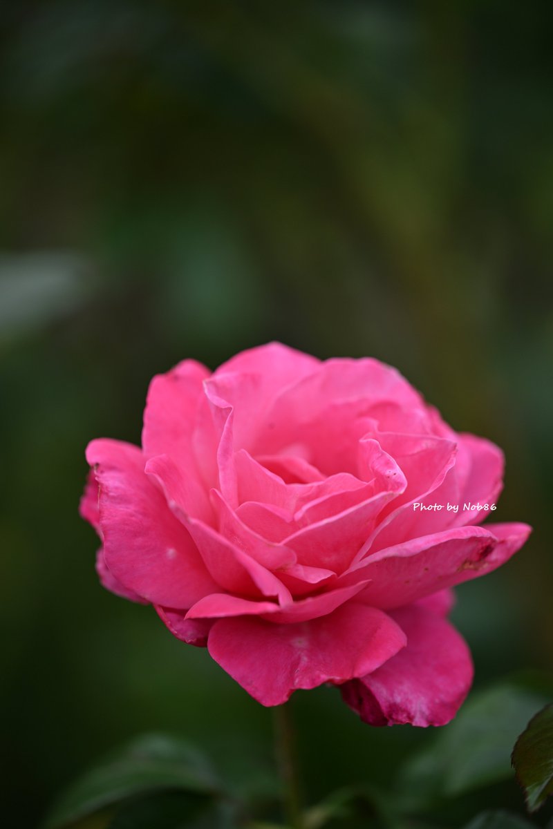 Nob86 (@Nob86GT) / Posts / X