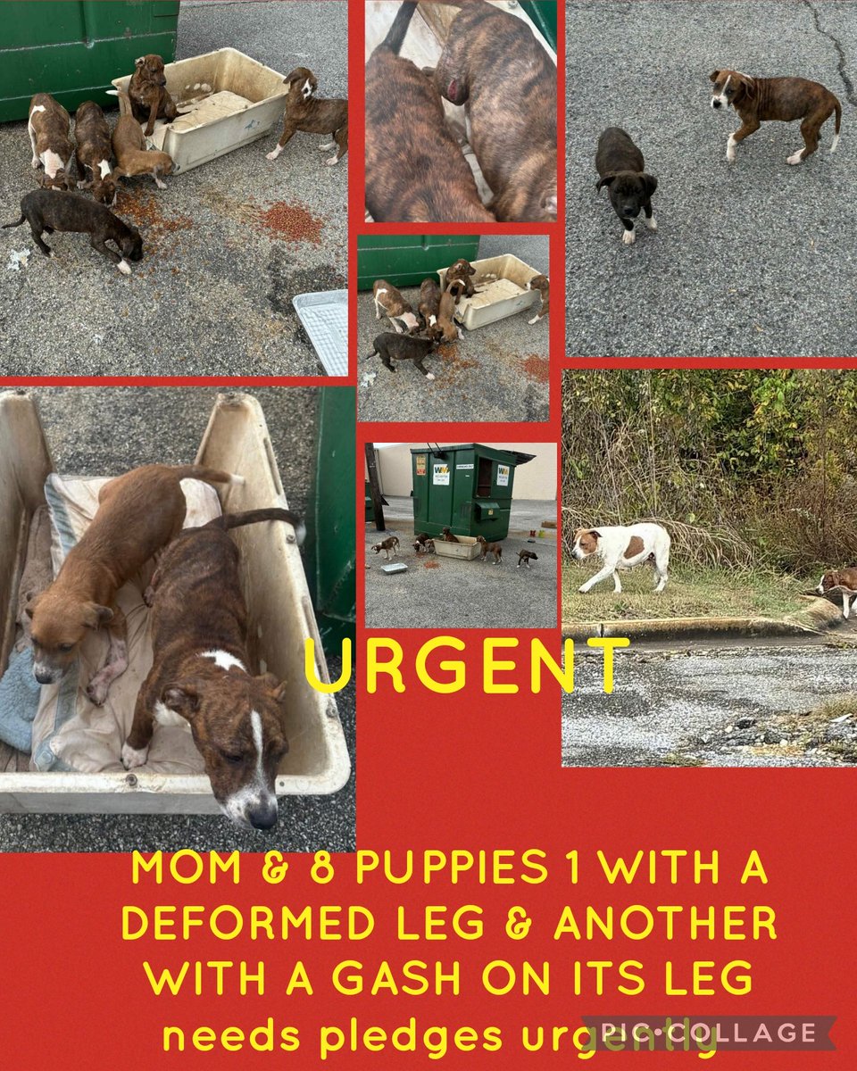 Need a foster for this family. Storms are coming and they will be out in the cold.🆘️‼️🆘️‼️🆘️

I want to help need a foster. All we have left is a shed outside but would need a 10 x 10 kennel to attach so they have an area to go outside.

HELP! THIS FAMILY IS DESPERATE!