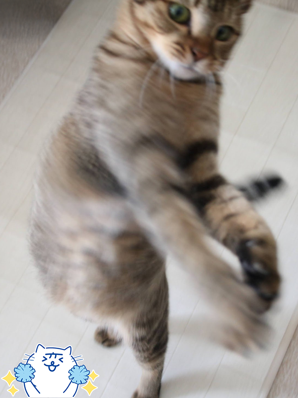 にゃぱねっと♂ on X