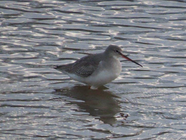 TomMabbett's tweet photo. Lots to enjoy at Fremington Quay today N.Devon. Glossy Ibis, 2 Bar-tailed Godwit, 6 Black-tailed Godwit, 1 Spotted Redshank, c40 Redshank, 2 Greenshank, 2 Little Egret, lots of Oystercatchers. #Devonbirds https://t.co/Cqvr5Fdi1W