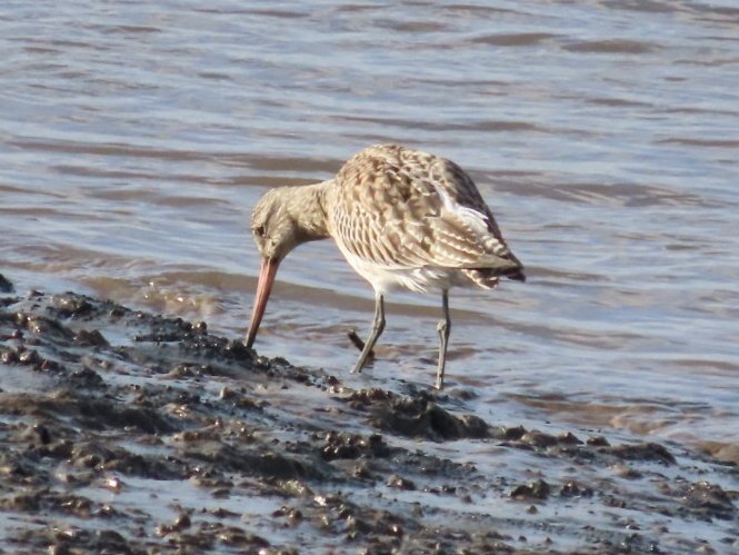 TomMabbett's tweet photo. Lots to enjoy at Fremington Quay today N.Devon. Glossy Ibis, 2 Bar-tailed Godwit, 6 Black-tailed Godwit, 1 Spotted Redshank, c40 Redshank, 2 Greenshank, 2 Little Egret, lots of Oystercatchers. #Devonbirds https://t.co/Cqvr5Fdi1W
