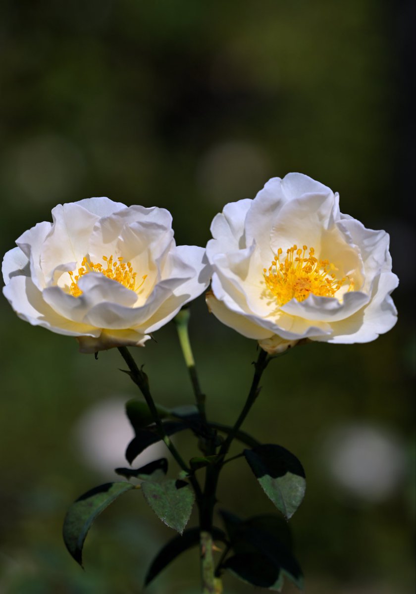 シラーベルビラナ花　確認用2／3の様子〜 シラーベルビアナの花を見たい。(*^^*)｜そだレポ（栽培レポート