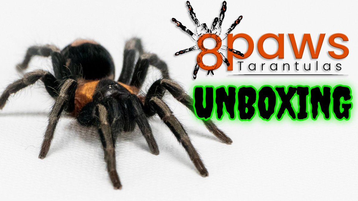 Check out 8 Paws Tarantulas for healthy, captive-bred spiders raised with care. Use my code 8Paws10 at checkout to save 10% on your order for the next 30 days: 8pawstarantulas.com
