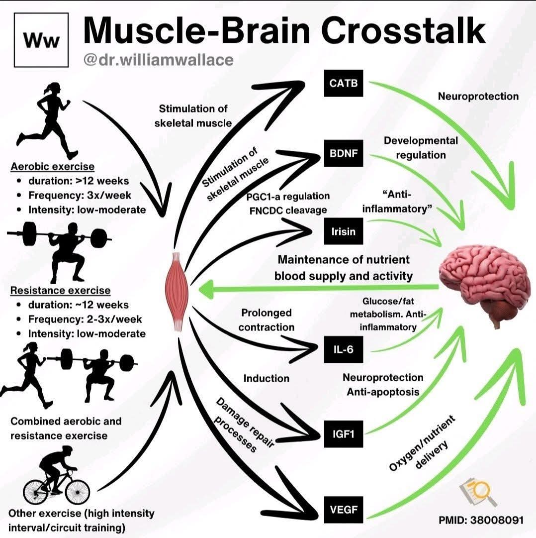 Your muscles do more than move you; they communicate.

Here’s how this muscle–brain conversation works 

1️⃣ Muscles Release Myokines When You Move

Every time you contract a muscle — whether walking, lifting, or cycling — your body releases myokines into the bloodstream.
These
