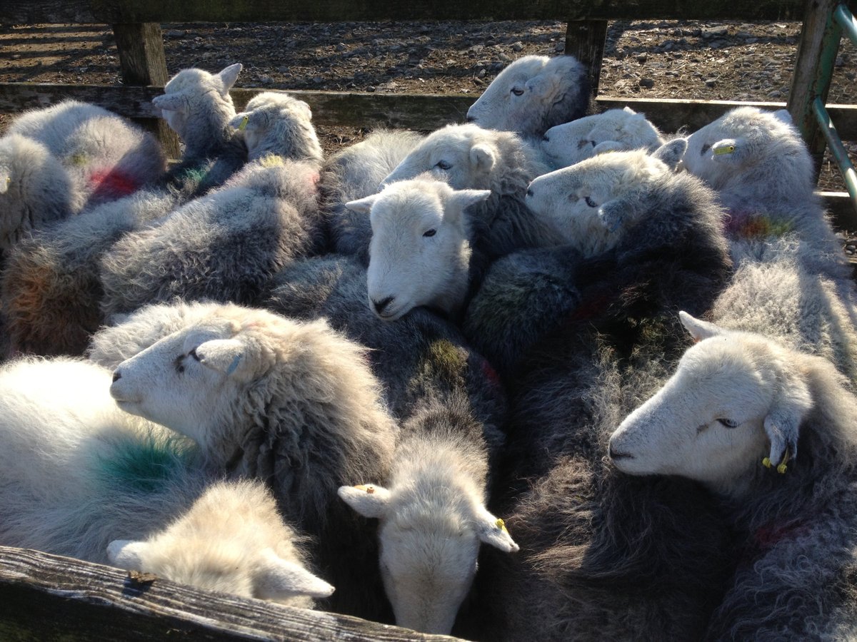 Foundation for Common Land tweet media