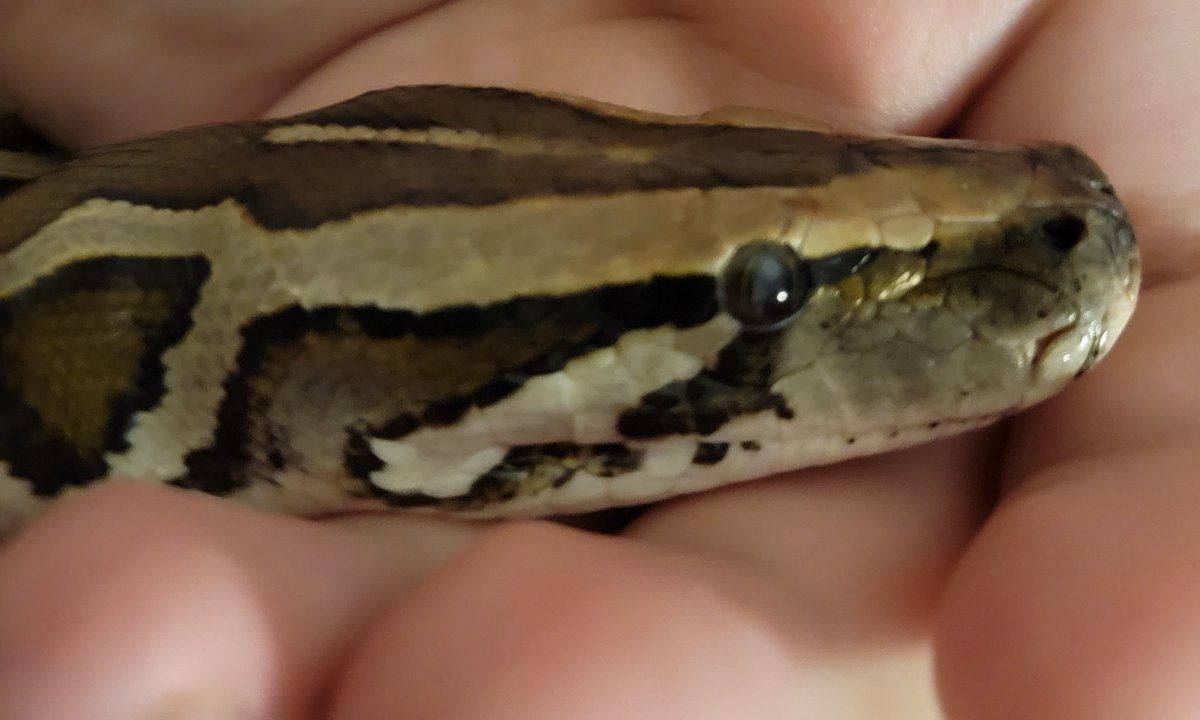 RealTorres15's tweet image. I've gained 5 followers over the past few months so I will now show a pictures of my pet burmese python who I've had since October of 2022, happy 3 years buddy you help make life a bit tolerable
