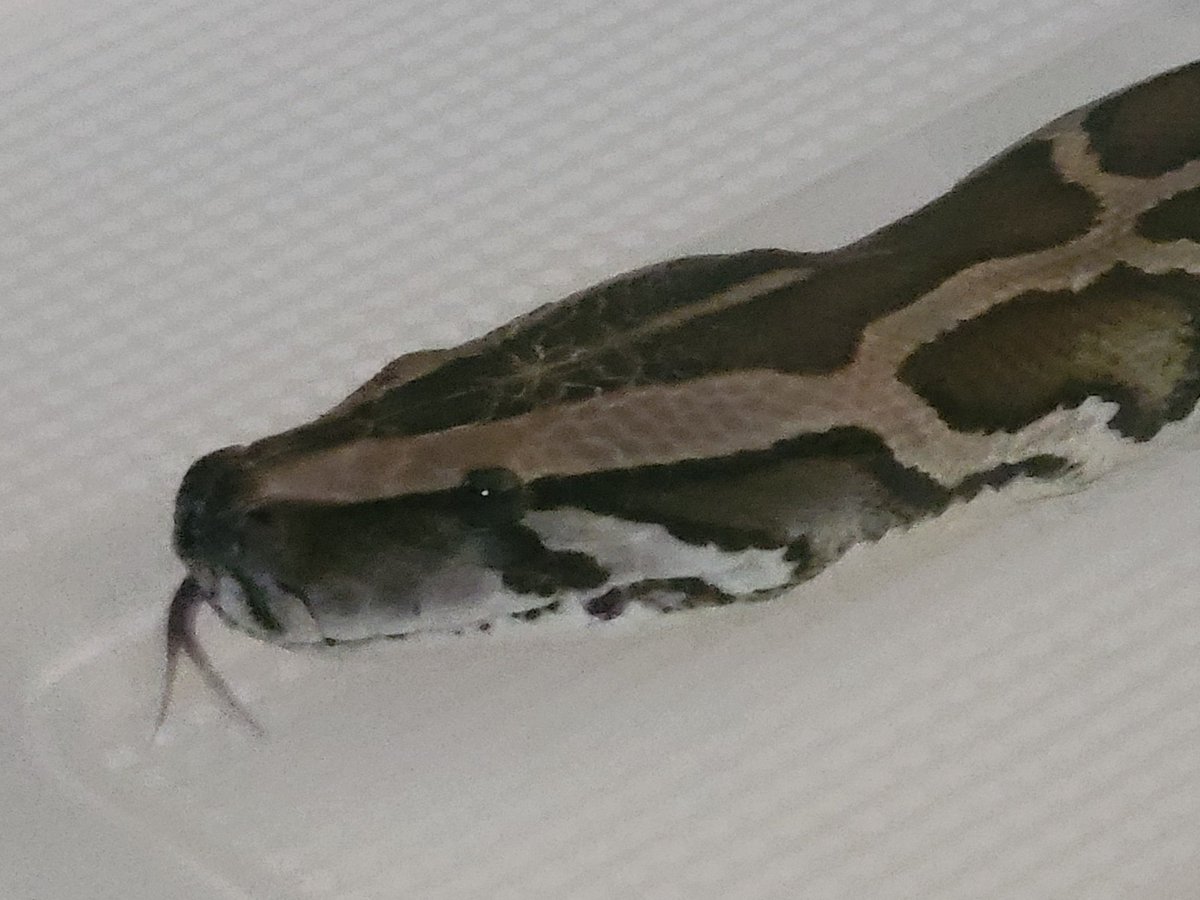 RealTorres15's tweet image. I've gained 5 followers over the past few months so I will now show a pictures of my pet burmese python who I've had since October of 2022, happy 3 years buddy you help make life a bit tolerable
