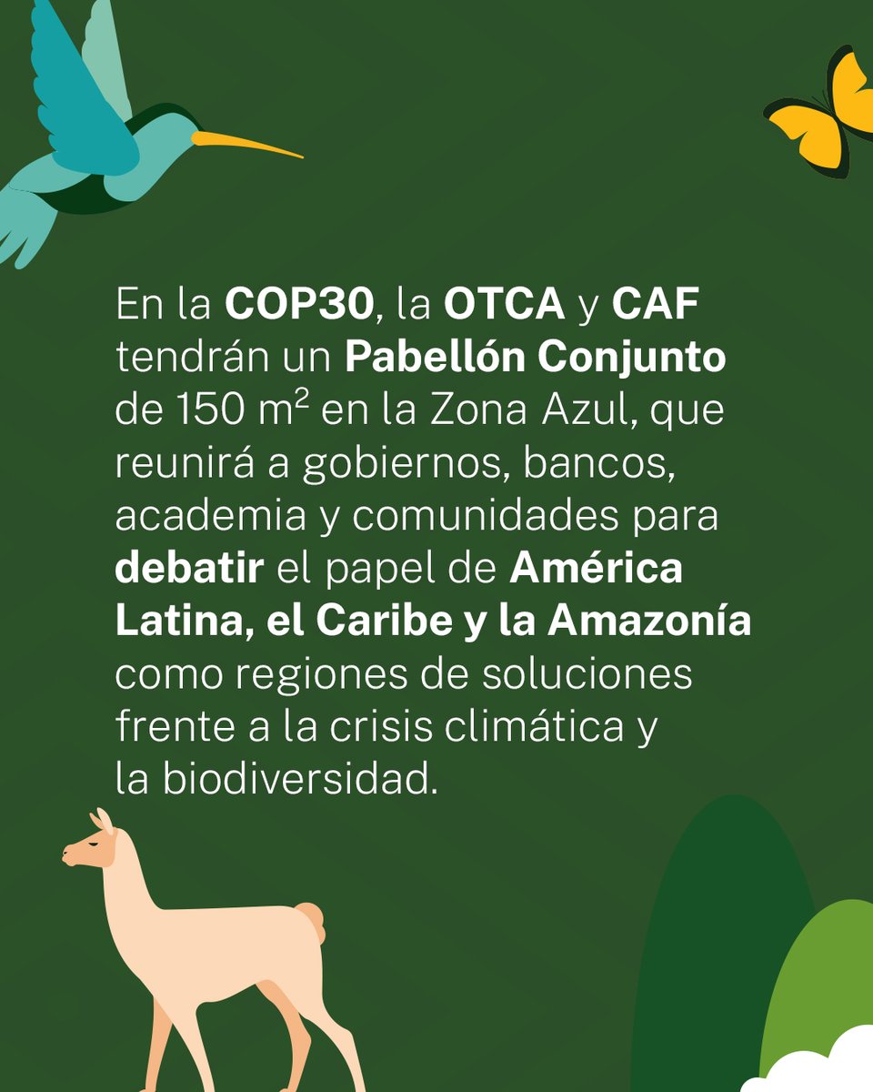 OTCAnews's tweet photo. OTCA y @AgendaCAF  unen esfuerzos en la COP30, en Belém, para impulsar la acción climática y proteger la biodiversidad en América Latina, el Caribe y la Amazonía. Conoce más sobre esta alianza y su papel en la conferencia: https://t.co/SDL7Y3hsGn

#OTCA #CAF #COP30 #Amazonía

-
OTCA e @AgendaCAF unem forças na COP30, em Belém, para impulsionar ações climáticas e proteger a biodiversidade na América Latina, Caribe e Amazônia. Saiba mais sobre essa parceria e seu papel na conferência:
https://t.co/gdYvM0Km60

#OTCA #CAF #COP30 #Amazônia

-
ACTO and @AgendaCAF join forces at COP30 in Belém to advance climate action and protect biodiversity across Latin America, the Caribbean and the Amazon. Learn more about this partnership and its role at the conference:
https://t.co/gdYvM0Km60

#ACTO #CAF #COP30 #Amazon