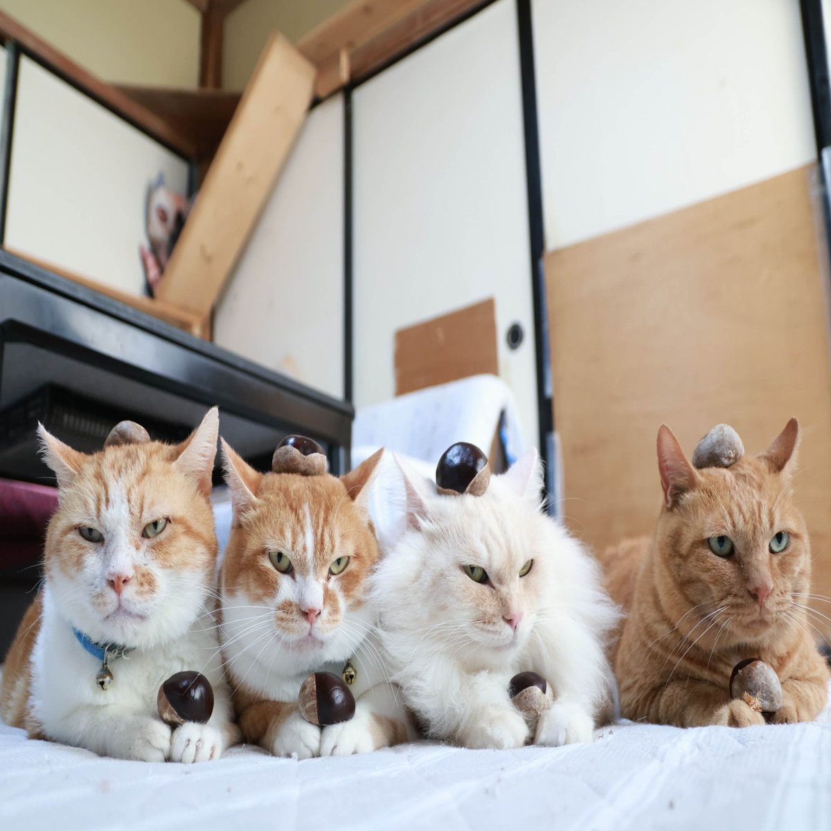 のせ猫 - Search / X