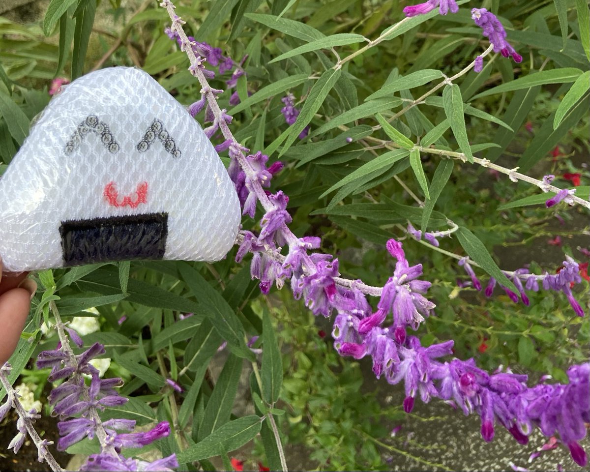 月が注ぐ花 花咲く多肉植物 『 桜花月 （ サクラカゲツ ）』 11cm鉢 金のなる木