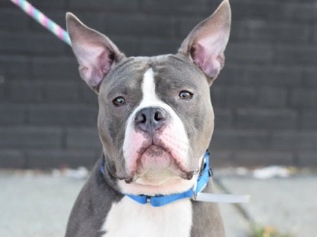 MoishesMom's tweet photo. Puppy Fazo • TBK 💉October 3️⃣0️⃣ NYC
Let’s stop these murdering bastards 👿
Fazo is a 9️⃣ month old puppy😭 Like Glo
Pledge for 🛟 • ✍️ @notthesameone2 to apply to Foster or Adopt https://t.co/wyHBQr8Urk