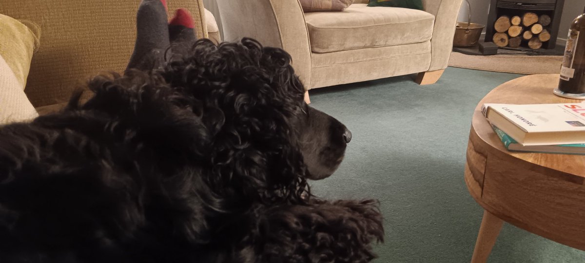 What could be better than an evening, wittering, with Rogie the dog lying on your lap?!