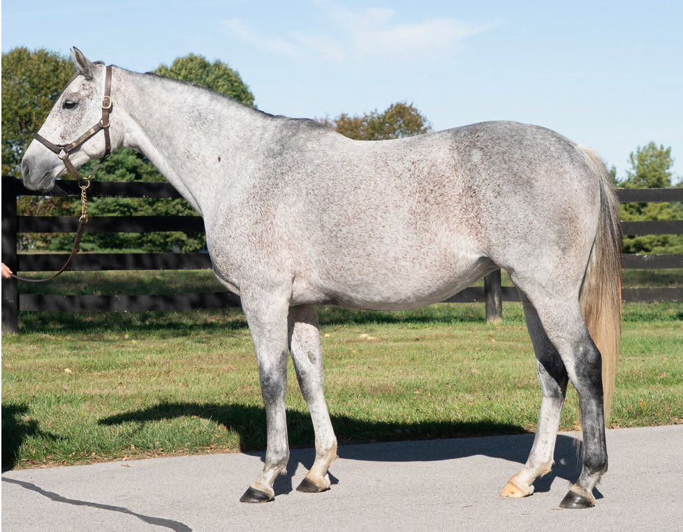 Delighted to add Aqaareb to the Stonereath broodmare band this evening <a href="/inglisdigitalus/">Inglis Digital USA</a> - a lovely daughter of Bernardini in foal to leading first crop sire Yaupon