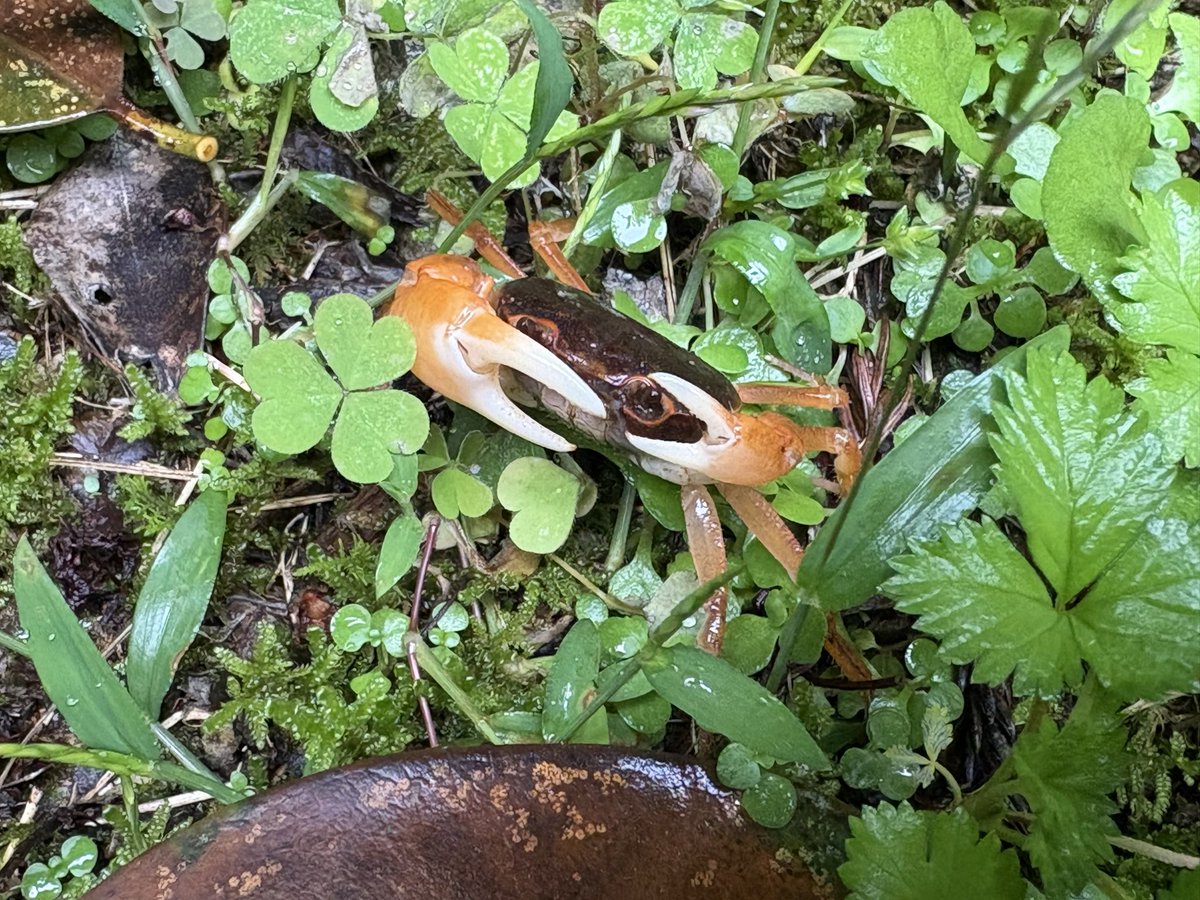 しゅゔぁる on X