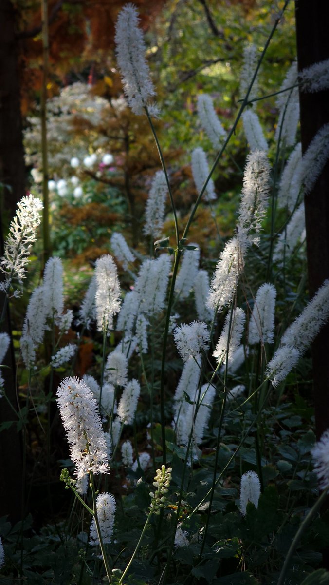 Actaea matsumurae 'White Pearl' illuminated by glimmers of sunlight today. 
Pollinators were enjoying them too. Behind the stumpery <a href="/JohnsGardenAsh/">John's Garden</a>