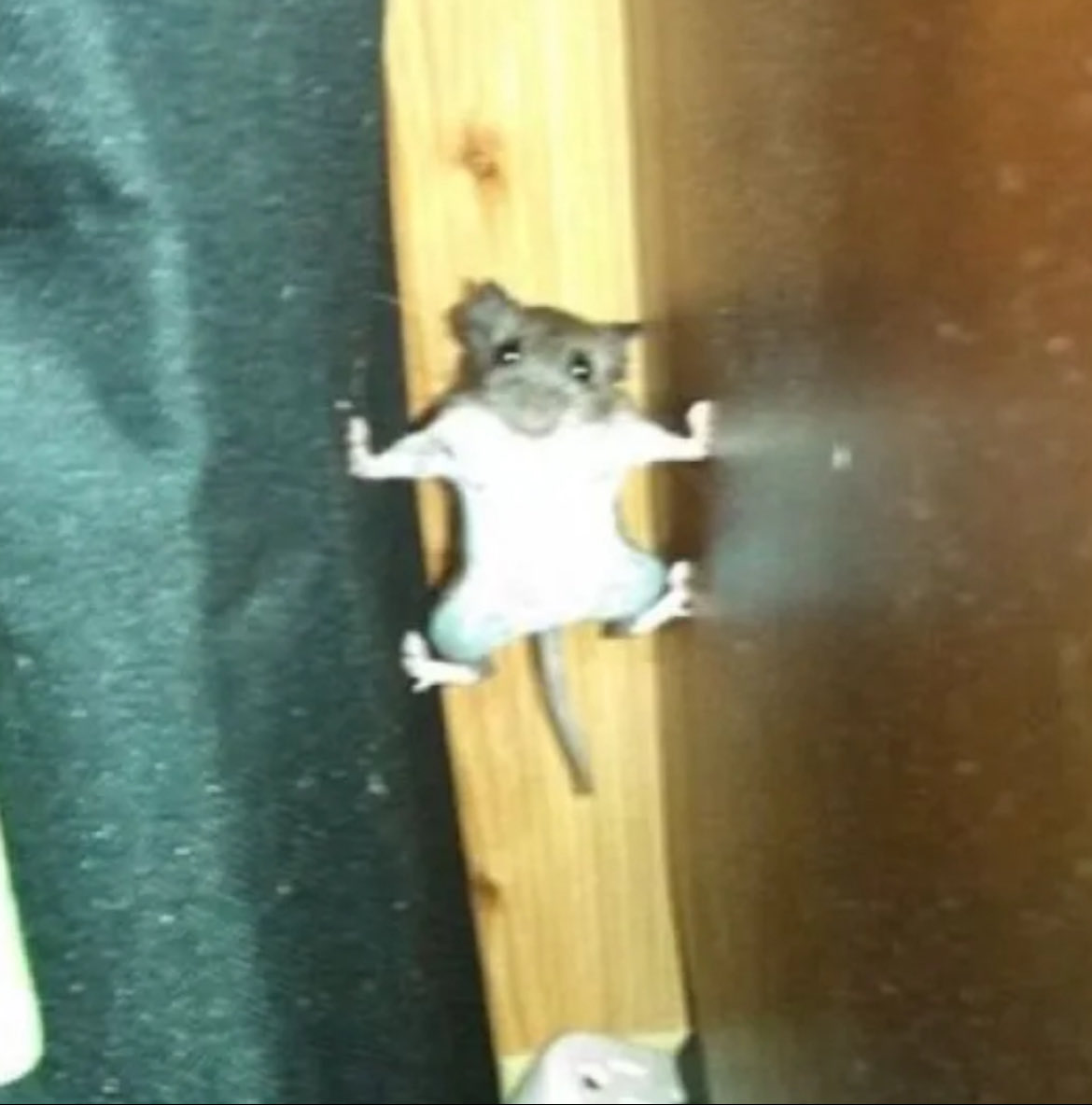 manedca's tweet image. Do you work IRL + Crypto?

This is me trying to balance both