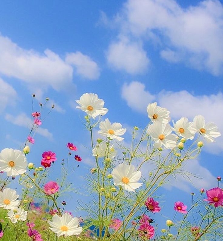 雪だるまさま専用ページ♡21日迄☆他の方購入不可 Amazon.co.jp: 雪ダルマちゃん for you (S) レッド YDF-0148R