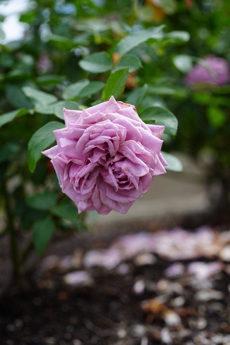 薔薇の名前('86仏/伊/西独) 薔薇の名前('86仏/伊/西独) 薔薇の名前('86仏/伊/西独)