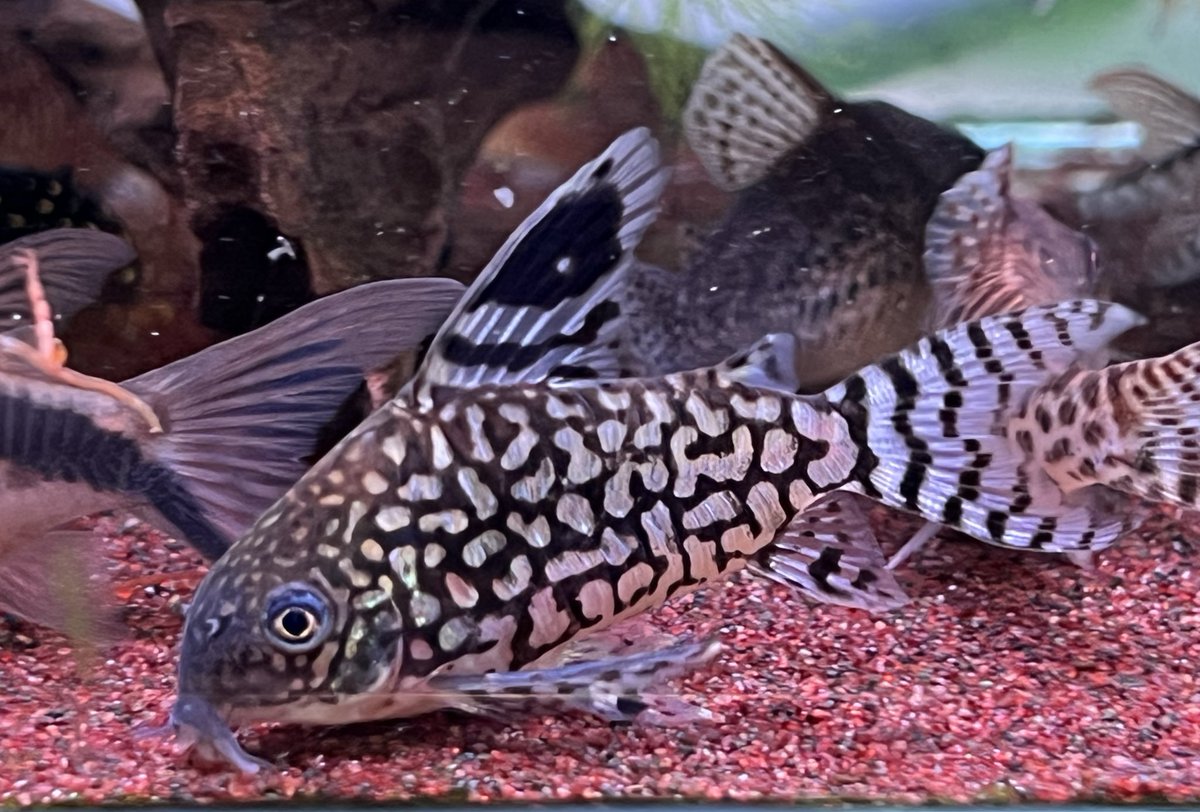 kimuraebinamazu's tweet image. レティキュラータス😃
背ビレがおっきい！！
#コリドラス