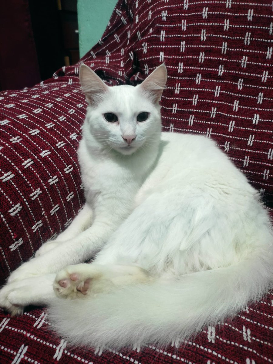 🥷🏻 LIVE ON    🥷🏻

🧛🏼‍♂️ CSZINHO +RESENHA  🧛🏼

👻 kick.com/elyzao 👻

😀 !sorteio cupom nesha 🧛🏼